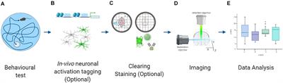 Dissecting Neuronal Activation on a Brain-Wide Scale With Immediate Early Genes